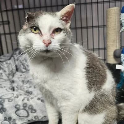 Djo dit Caelina, female senior mixed breed for adoption at SPA d'Annecy Marlioz