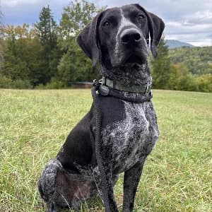 DOUG, male young Pointer for adoption at SPA d'Annecy Marlioz