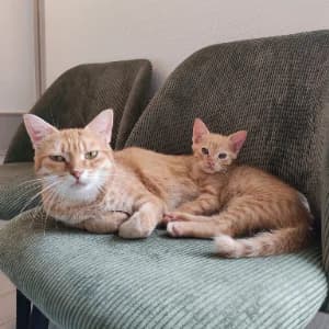 Heaven, female young European Shorthair for adoption at SPA d'Annecy Marlioz