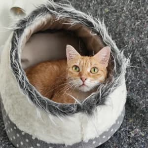 Heaven, female young European Shorthair for adoption at SPA d'Annecy Marlioz