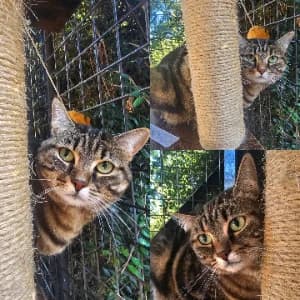 Isis, female 3yo European Shorthair for adoption at SPA d'Annecy Marlioz
