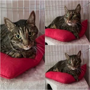 Joopy, male senior European Shorthair for adoption at SPA d'Annecy Marlioz