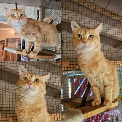 Lambo, male young European Shorthair for adoption at SPA d'Annecy Marlioz