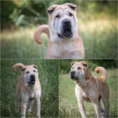 lovely, female senior Shar Pei for adoption at SPA d'Annecy Marlioz