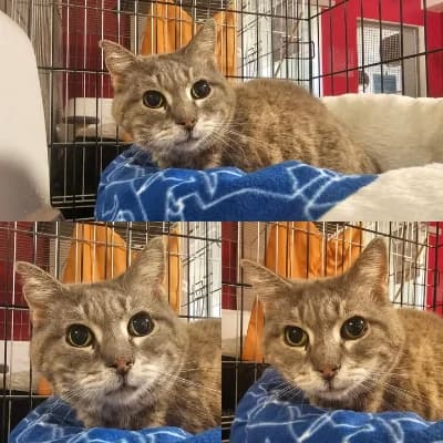 Luméa, female senior European Shorthair for adoption at SPA d'Annecy Marlioz