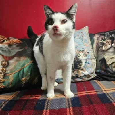 Maïwenn, female 5yo European Shorthair for adoption at SPA d'Annecy Marlioz