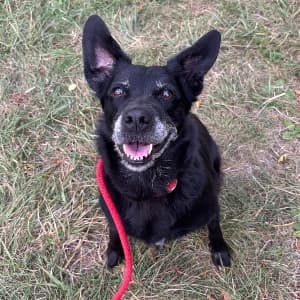 MAMY, female senior Border Collie for adoption at SPA d'Annecy Marlioz