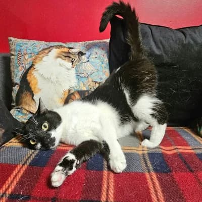 Maurice, male young European Shorthair for adoption at SPA d'Annecy Marlioz