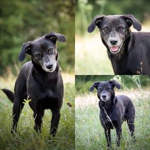Maxime, male senior mixed breed for adoption at SPA d'Annecy Marlioz
