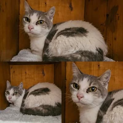 Melody, female 5yo European Shorthair for adoption at SPA d'Annecy Marlioz