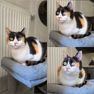 MERVEILLE, female senior European Shorthair for adoption at SPA d'Annecy Marlioz