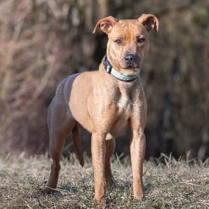Monica, female young mixed breed for adoption at SPA d'Annecy Marlioz