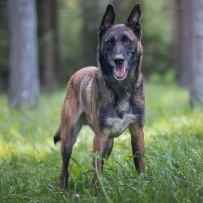 NACCA, male 6yo Belgian Malinois for adoption at SPA d'Annecy Marlioz