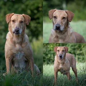 Nati, female 3yo mixed breed for adoption at SPA d'Annecy Marlioz