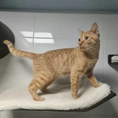 Nouky, male young European Shorthair for adoption at SPA d'Annecy Marlioz