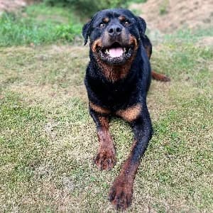 ODIN, male senior Rottweiler for adoption at SPA d'Annecy Marlioz