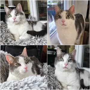OLAF, male 5yo European Shorthair for adoption at SPA d'Annecy Marlioz