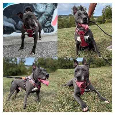 Panthère, male 7yo Staffordshire Bull Terrier for adoption at SPA d'Annecy Marlioz