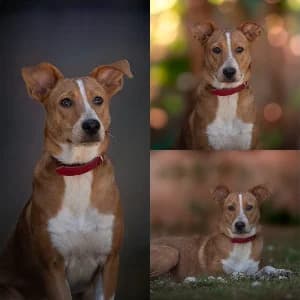 Pierrine, female puppy mixed breed for adoption at SPA d'Annecy Marlioz