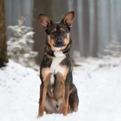 Poséïdon, male young mixed breed for adoption at SPA d'Annecy Marlioz