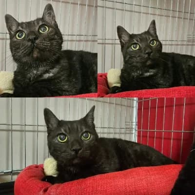 pussy, male senior mixed breed for adoption at SPA d'Annecy Marlioz