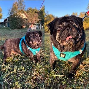 Ray Ban, male 5yo Pug for adoption at SPA d'Annecy Marlioz