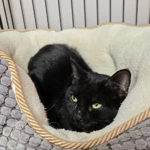 SASKIA, female young European Shorthair for adoption at SPA d'Annecy Marlioz