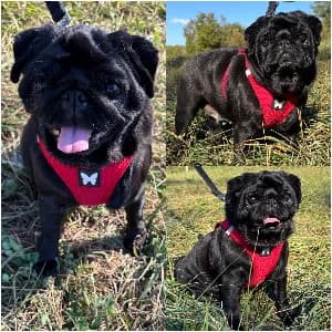 Shiva, female 5yo Pug for adoption at SPA d'Annecy Marlioz