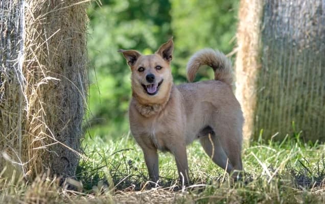 SOFIA, female 5yo mixed breed for adoption at SPA d'Annecy Marlioz