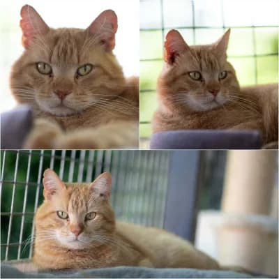 Tourou, male 5yo European Shorthair for adoption at SPA d'Annecy Marlioz