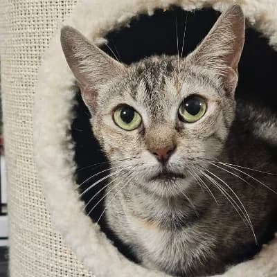truffe, female young European Shorthair for adoption at SPA d'Annecy Marlioz