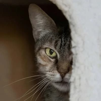 truffe, female young European Shorthair for adoption at SPA d'Annecy Marlioz