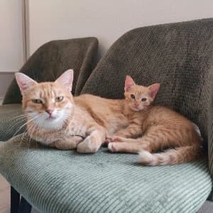 UNO, male European Shorthair for adoption at SPA d'Annecy Marlioz