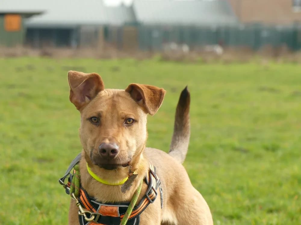 MILO, male young Mixed Breed for adoption at Maubert-Fontaine), Ardennes
