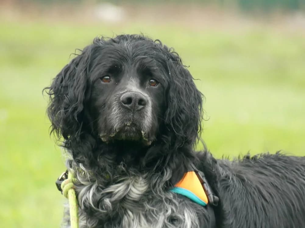 BERLIOZ, male 5yo mixed breed for adoption at Maubert-Fontaine), Ardennes