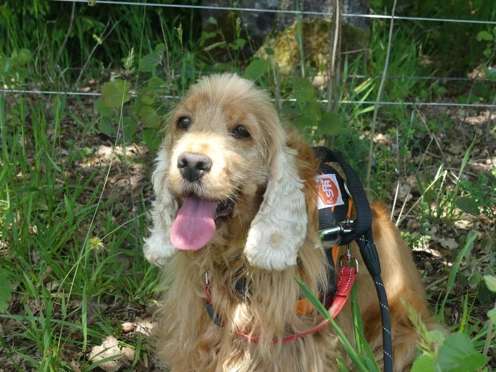 OLLIE réservée, female senior mixed breed for adoption at Maubert-Fontaine), Ardennes