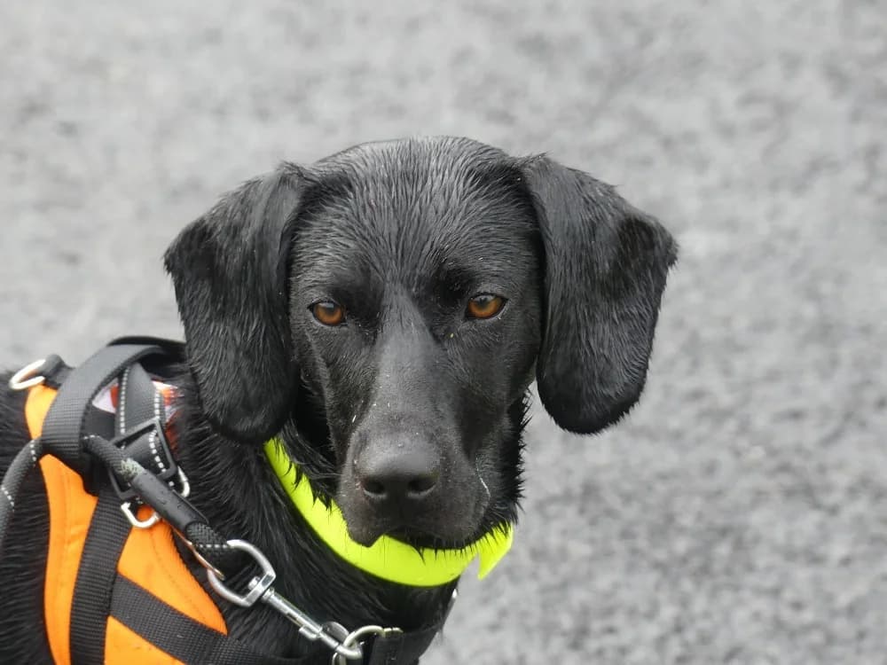 CHARLIE, female young mixed breed for adoption at Maubert-Fontaine), Ardennes