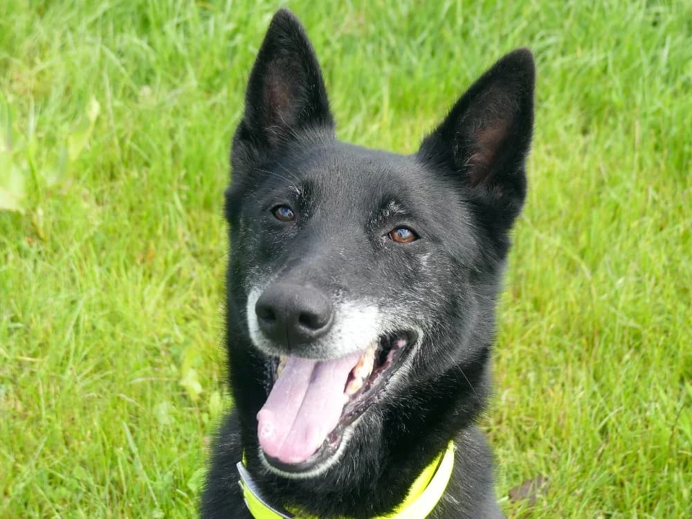 SAKURA, female 4yo mixed breed for adoption at Maubert-Fontaine), Ardennes