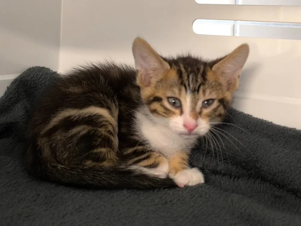 WILLY, male Mixed Breed for adoption at Maubert-Fontaine), Ardennes