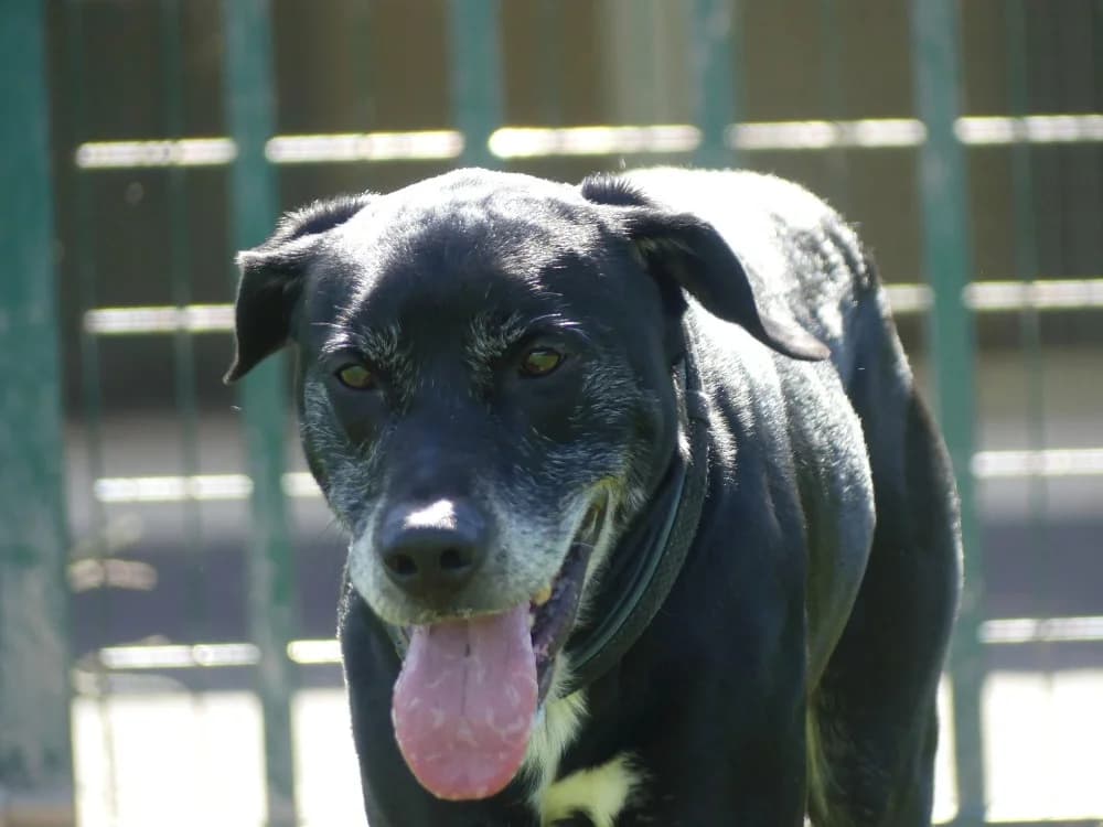 REX, male 5yo German Shepherd for adoption at Maubert-Fontaine), Ardennes