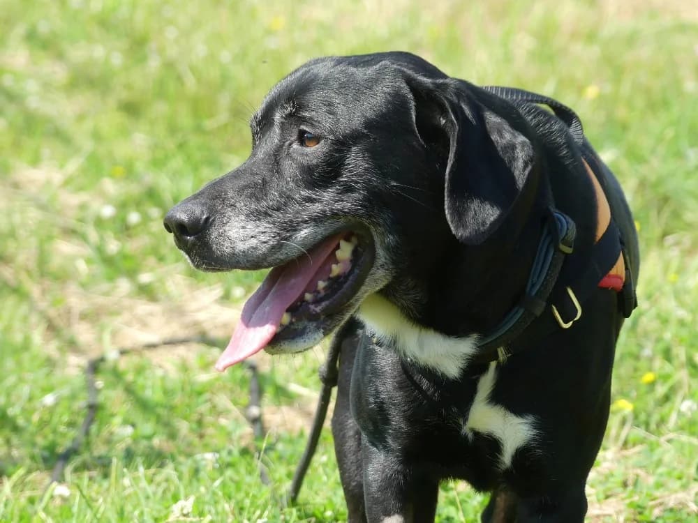 REX 3, male 5yo Labrador Retriever for adoption at Maubert-Fontaine), Ardennes