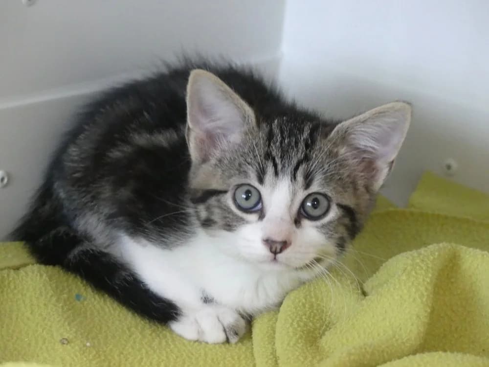 AURELIEN, male puppy Mixed Breed for adoption at Maubert-Fontaine), Ardennes