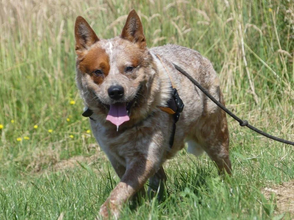 Whisky, male 3yo mixed breed for adoption at Maubert-Fontaine), Ardennes