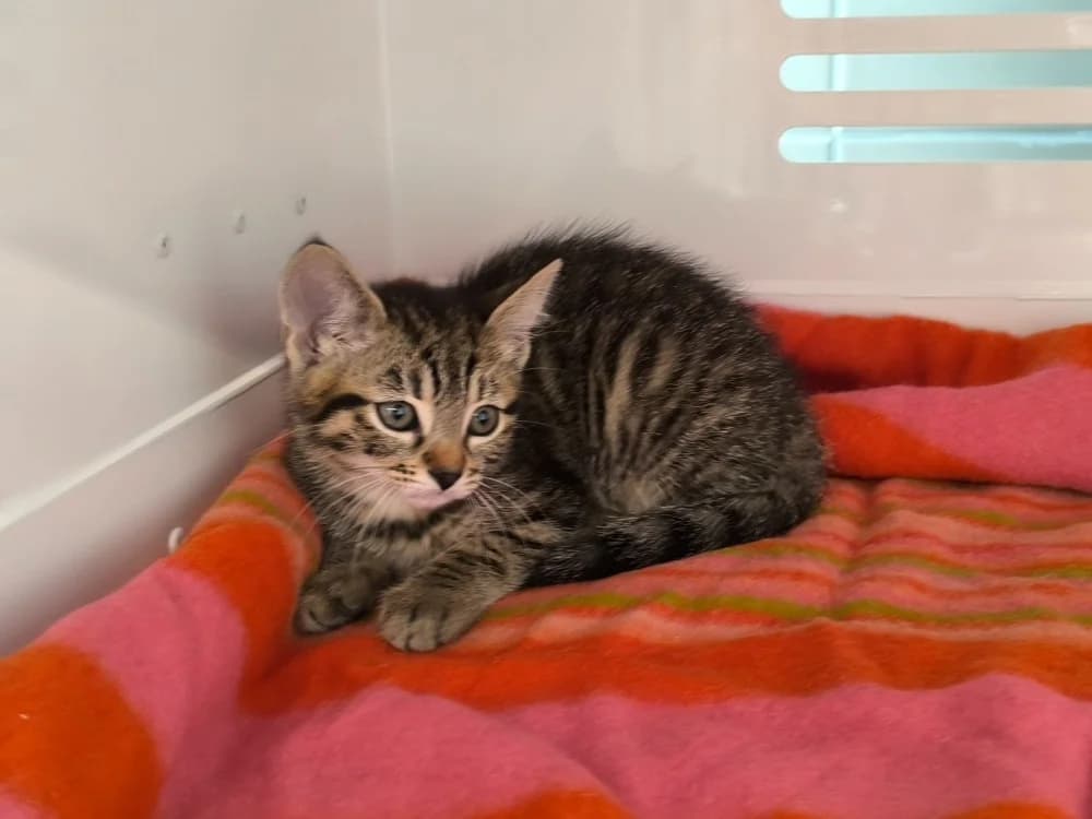CHARLIZE, female Mixed Breed for adoption at Maubert-Fontaine), Ardennes