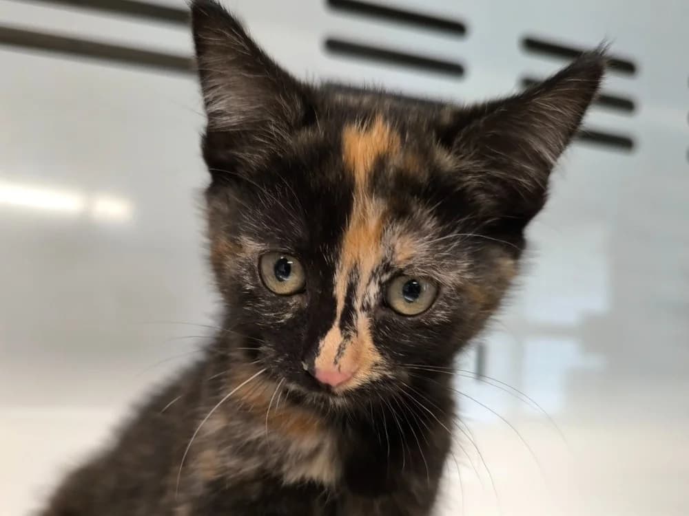 TIKY, female Mixed Breed for adoption at Maubert-Fontaine), Ardennes