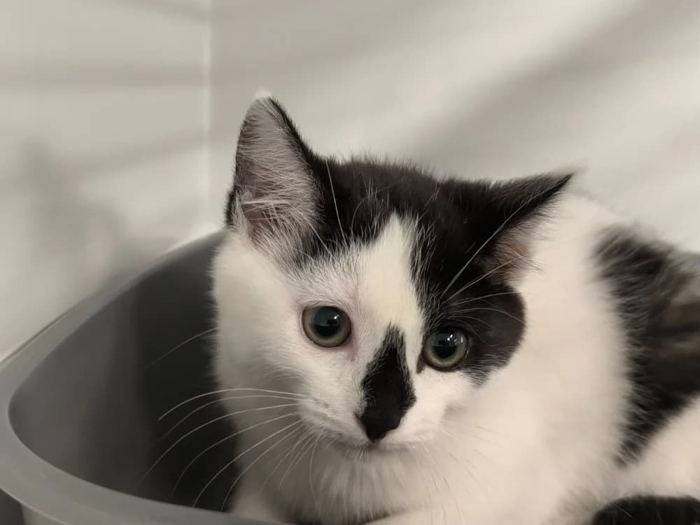 TIKA, female Mixed Breed for adoption at Maubert-Fontaine), Ardennes