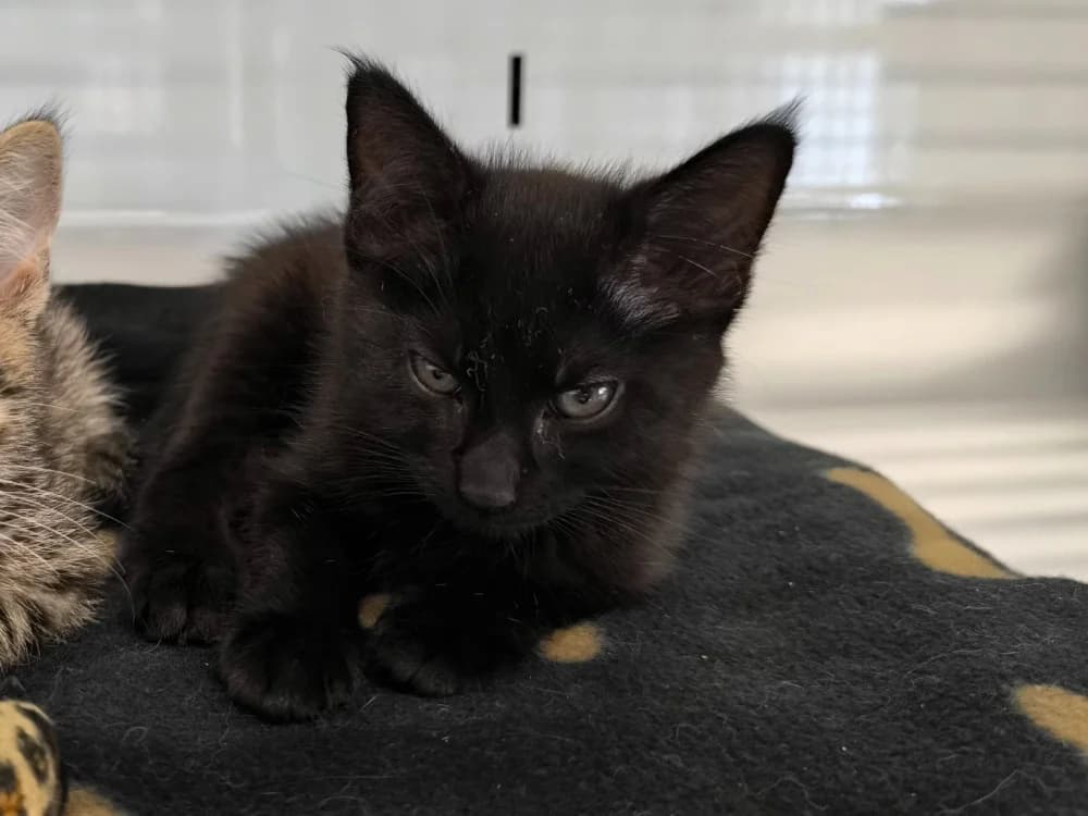 Prune, female mixed breed for adoption at Maubert-Fontaine), Ardennes