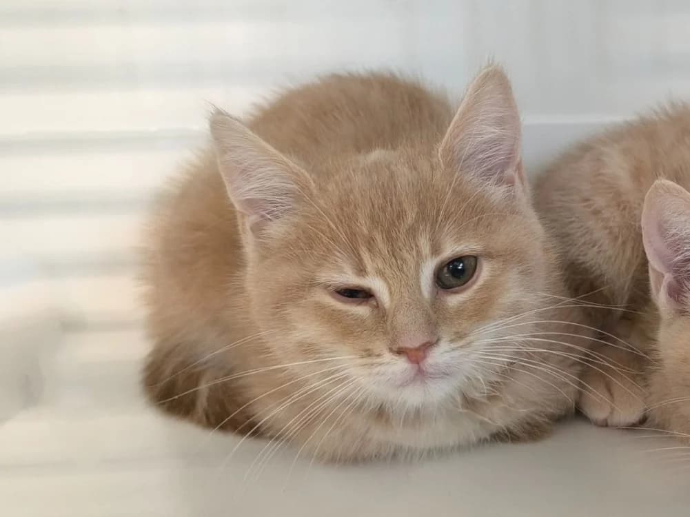 STONE, female Mixed Breed for adoption at Maubert-Fontaine), Ardennes