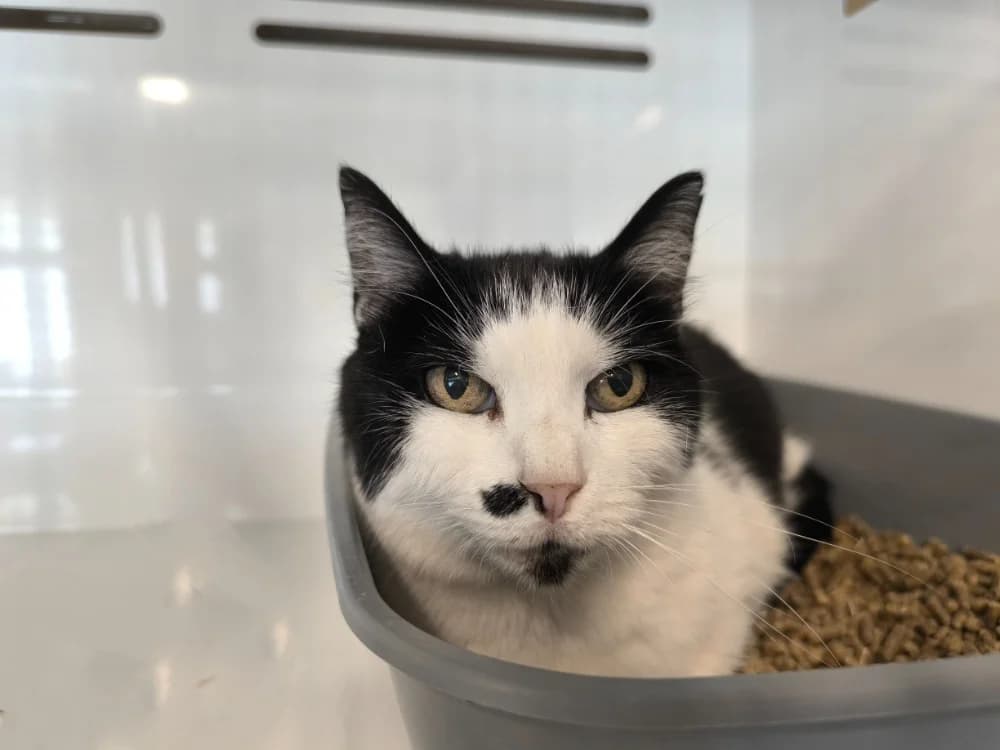 KUSBA, female 6yo Mixed Breed for adoption at Maubert-Fontaine), Ardennes
