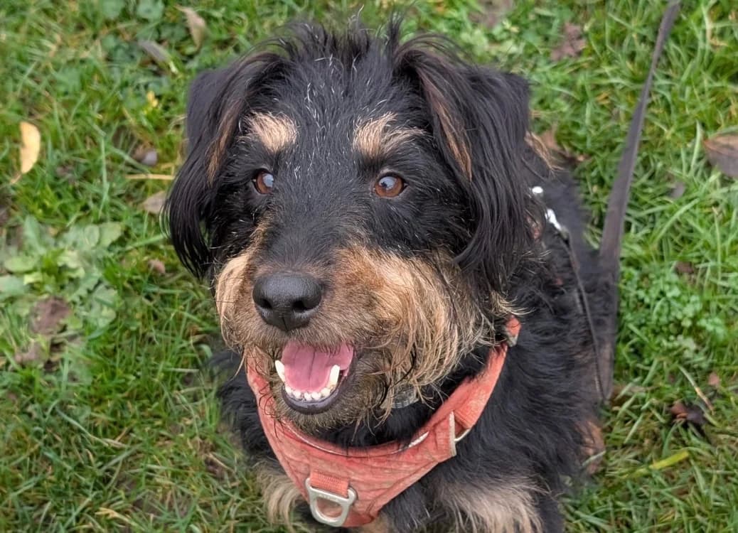 SALEM, male 5yo Mixed Breed for adoption at Maubert-Fontaine), Ardennes